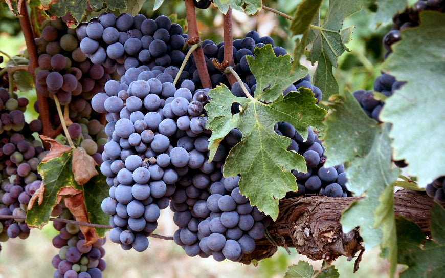 Importer Tasting - Thursday, February 8: Italian Wine is for Lovers....Valentine's Picks w/ Scott Forrest of Martine's Wines